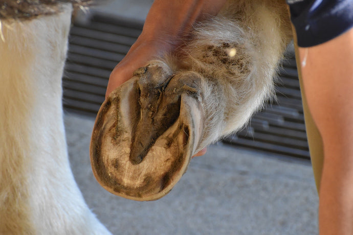 Proper Application of Horse Hoof Oil: Tips and Techniques