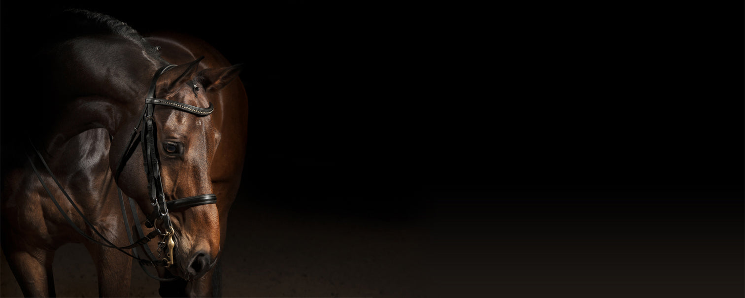 Equus EO horse portrait