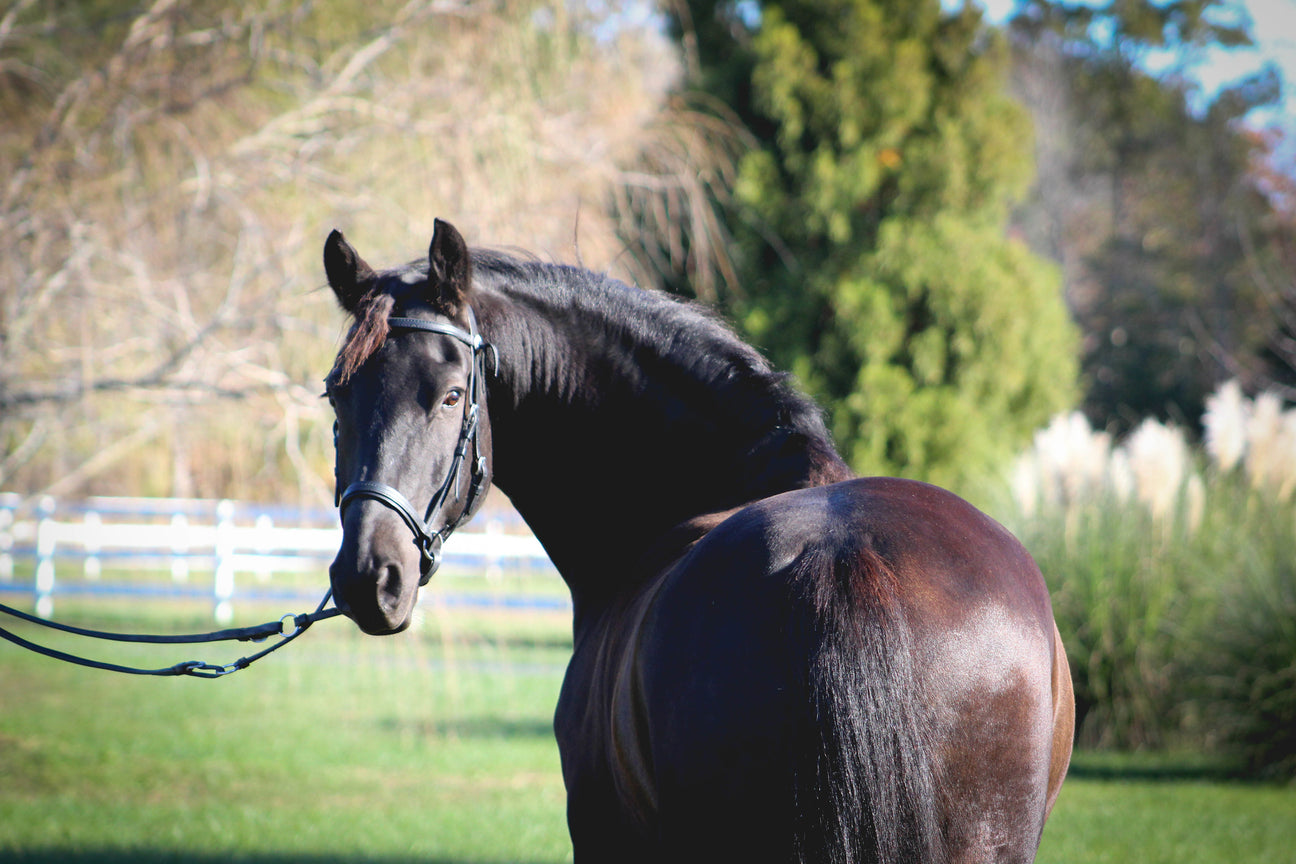 Horse pictured by Equus EO